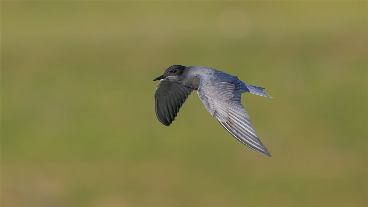 Black Tern
