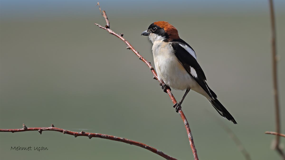 Woodchat Shrike