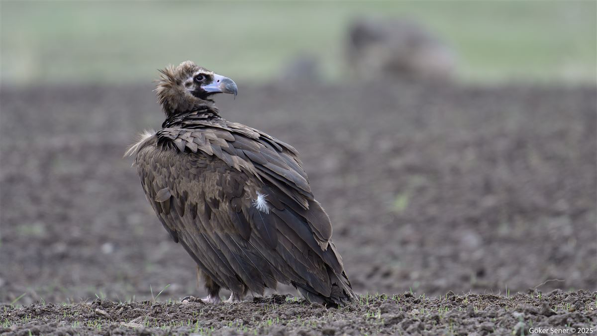 Cinereous Vulture