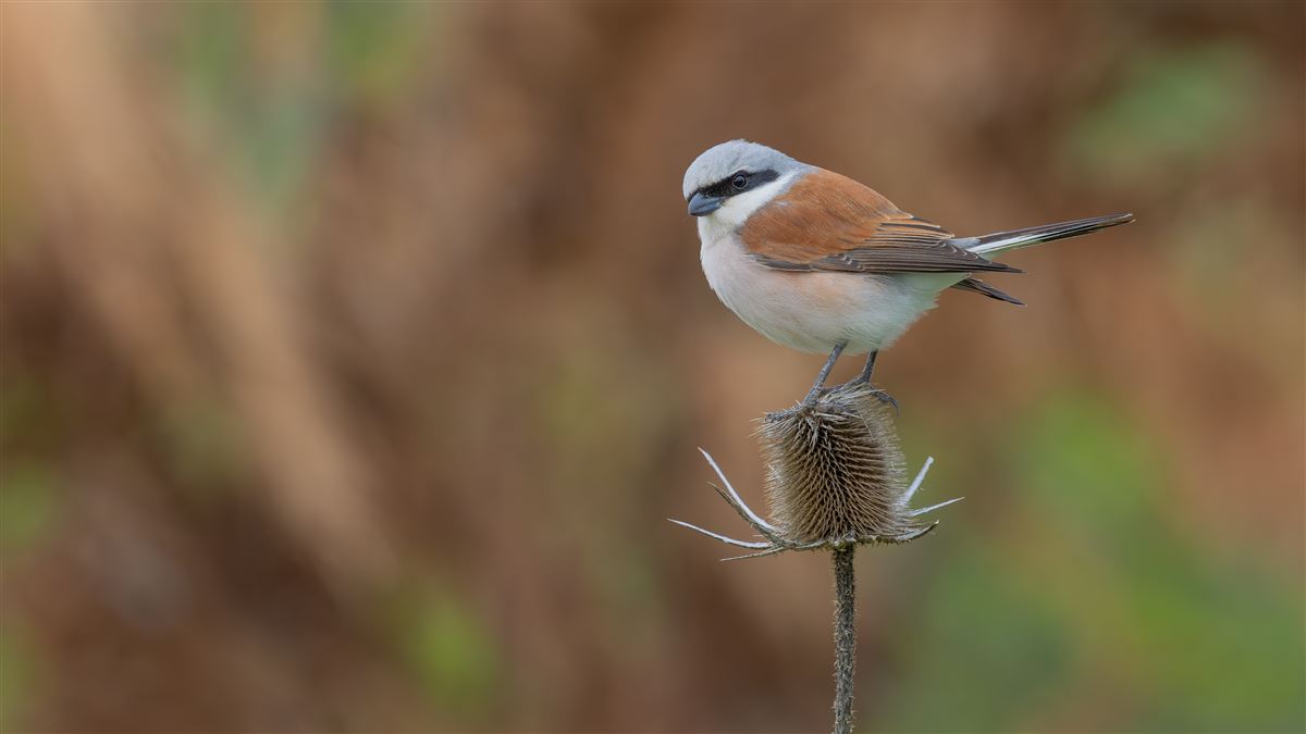 Red-backed Shrike