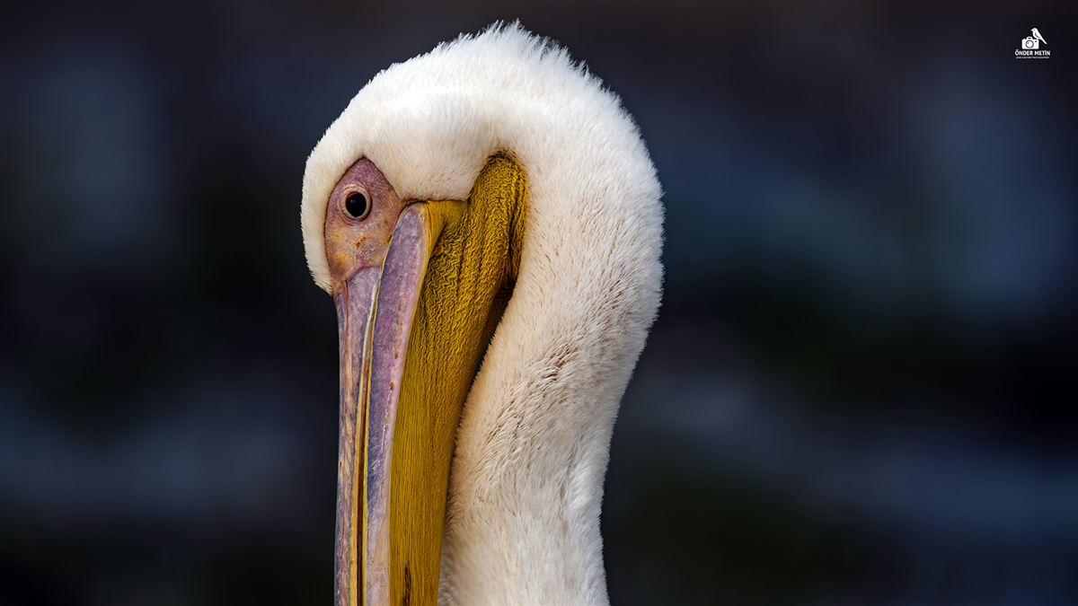 Great White Pelican