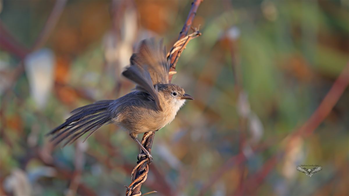 Iraq Babbler