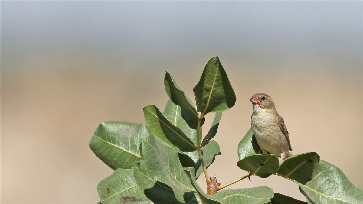 House Sparrow