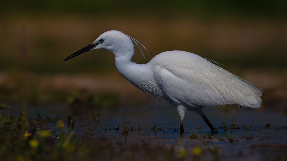 Little Egret
