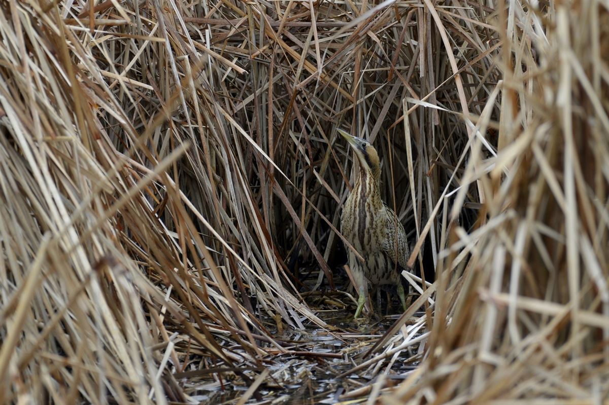 Eurasian Bittern