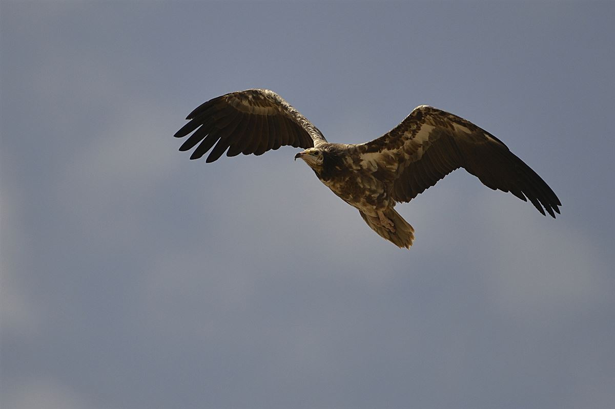 Egyptian Vulture
