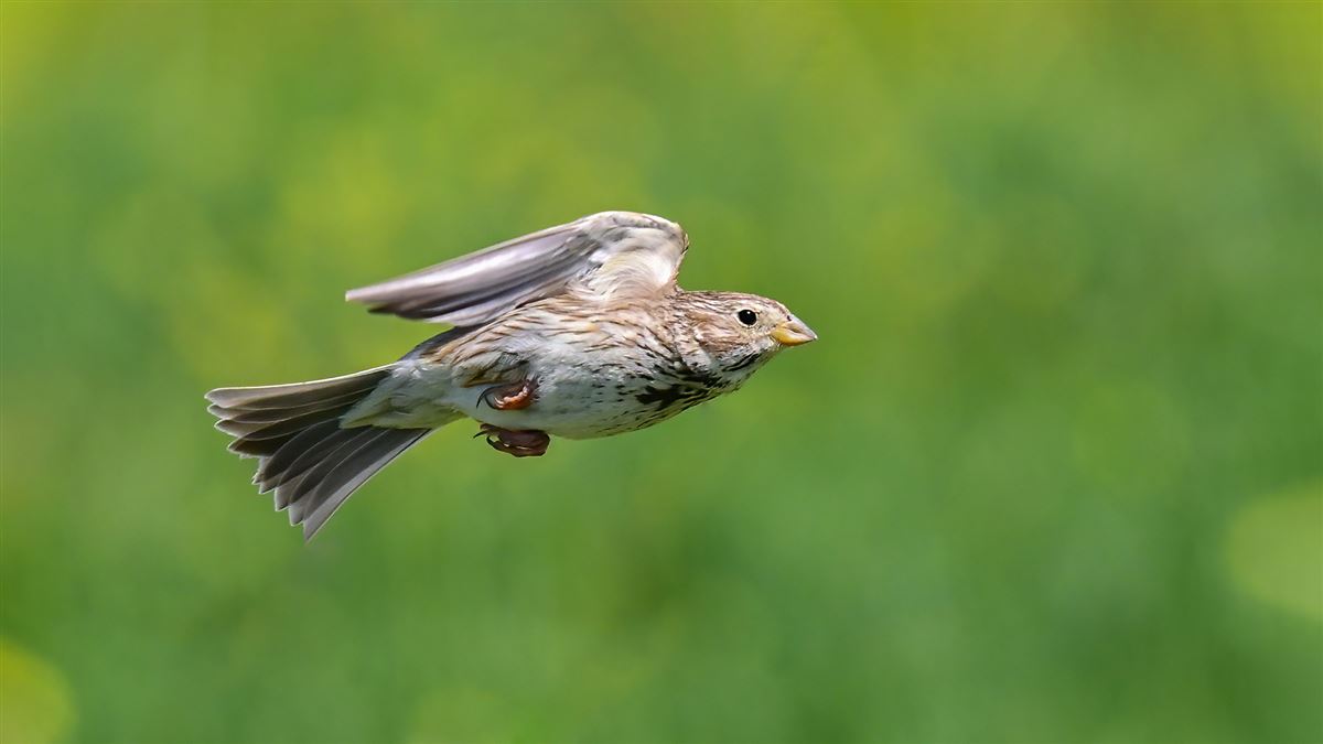 Corn Bunting