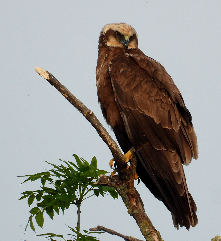Western Marsh Harrier