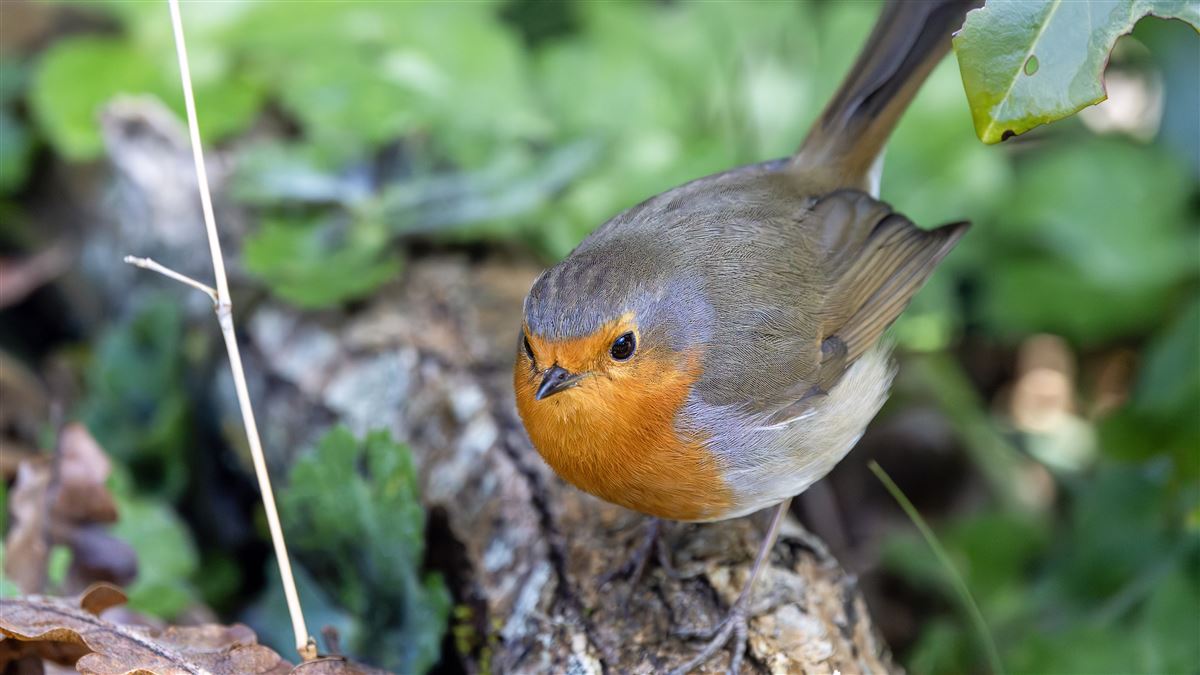 European Robin