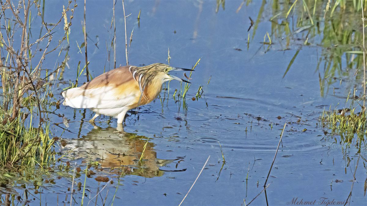 Squacco Heron