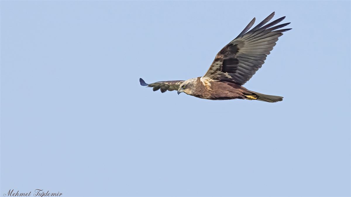 Western Marsh Harrier