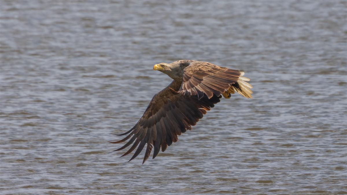 White-tailed Eagle