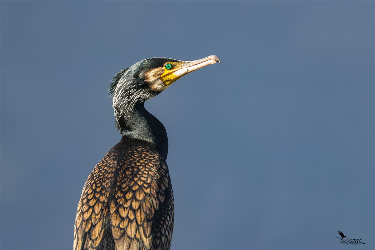 Great Cormorant
