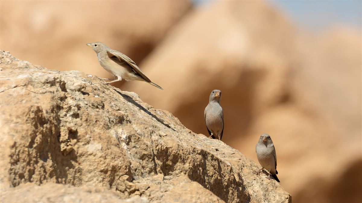Trumpeter Finch
