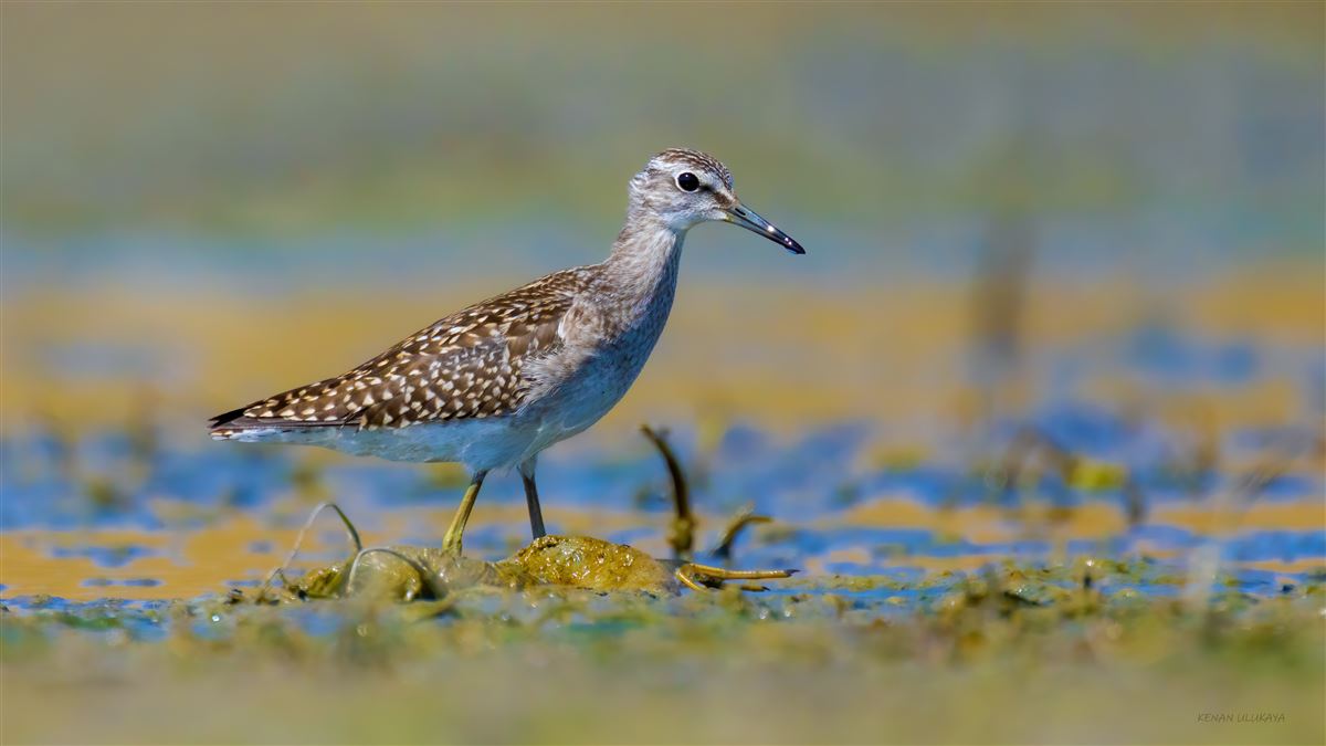 Wood Sandpiper