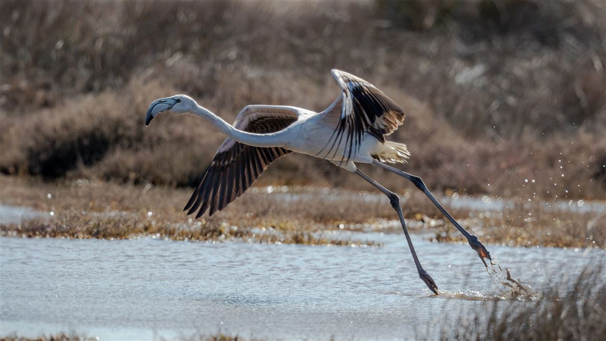 Greater Flamingo