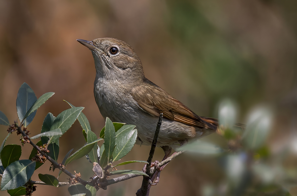 Thrush Nightingale