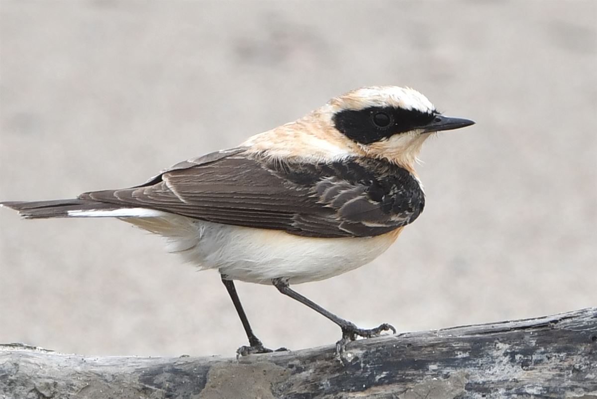Black-eared Wheatear