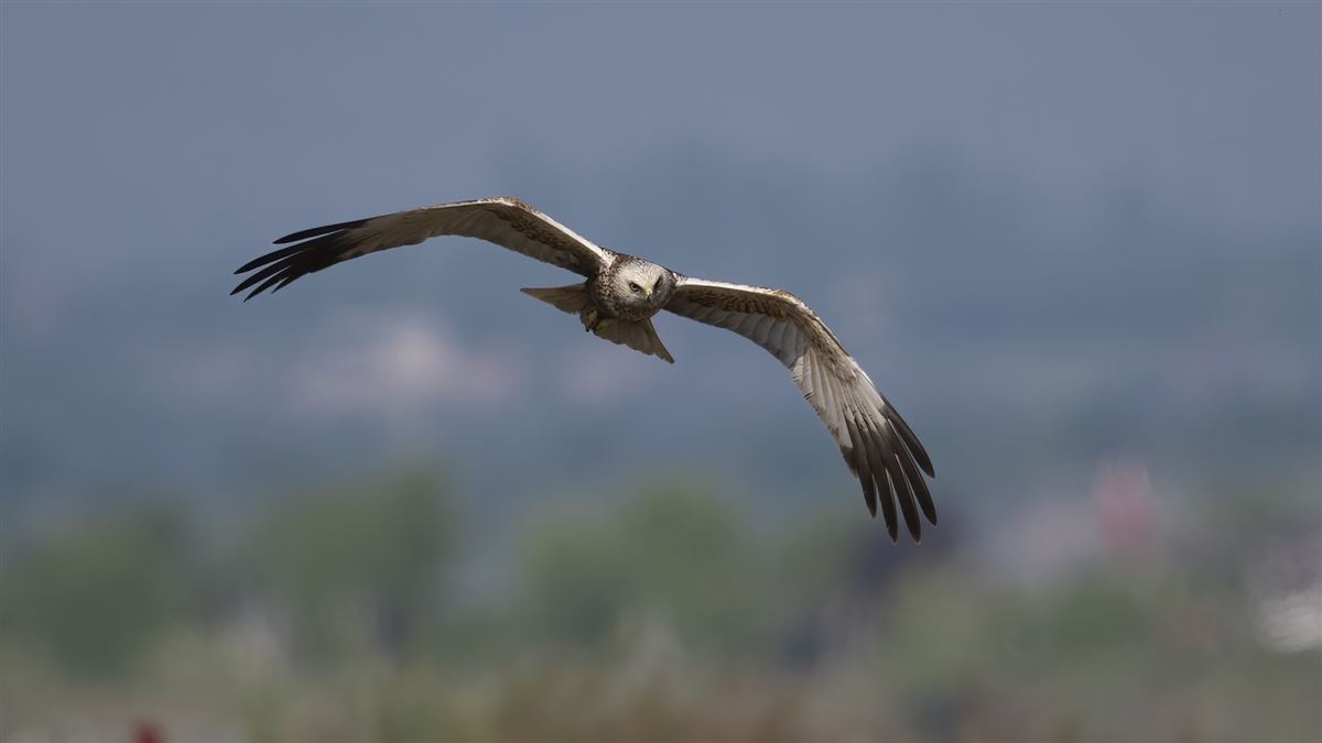 Western Marsh Harrier