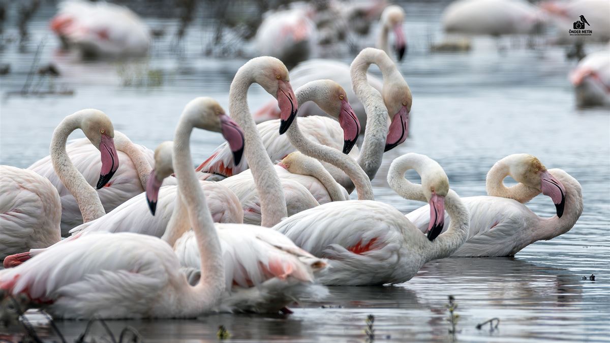 Greater Flamingo