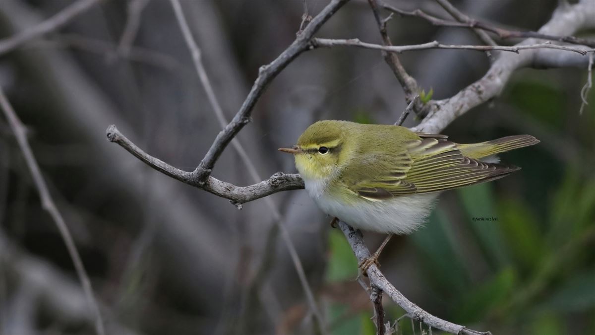 Wood Warbler