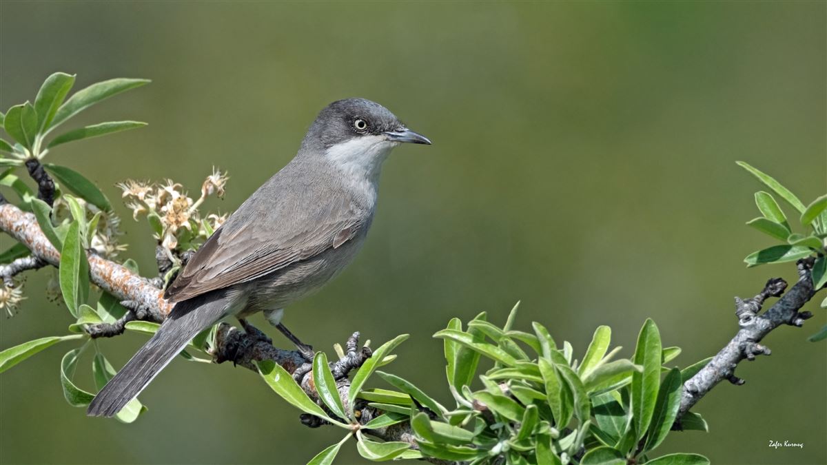 Eastern Orphean Warbler