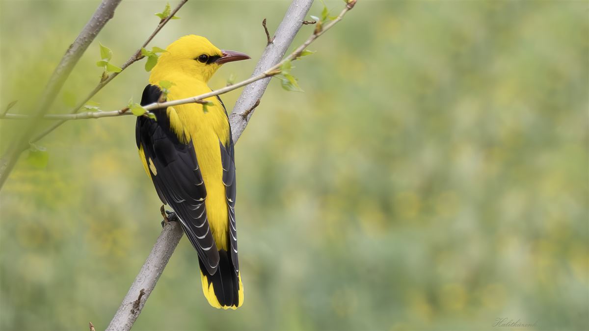 Eurasian Golden Oriole