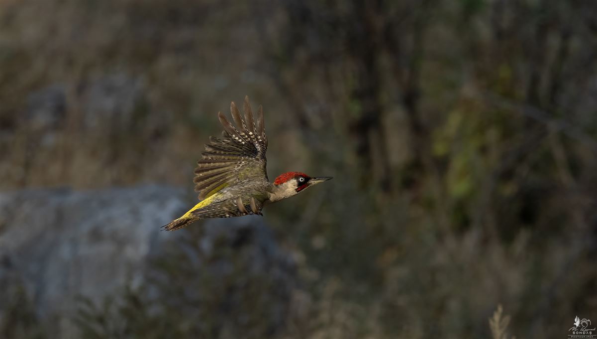 European Green Woodpecker