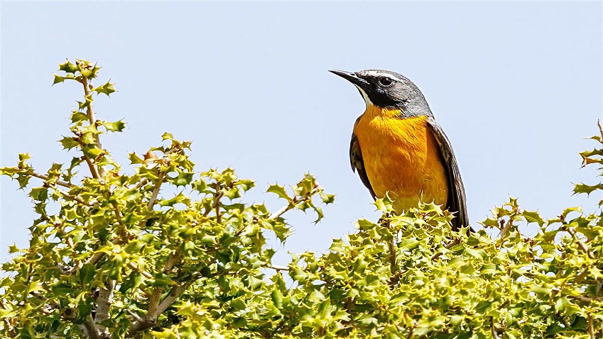 White-throated Robin