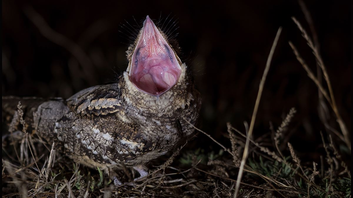 European Nightjar