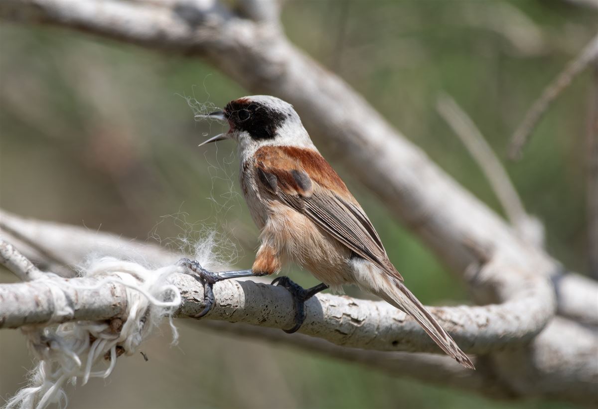 Eurasian Penduline Tit