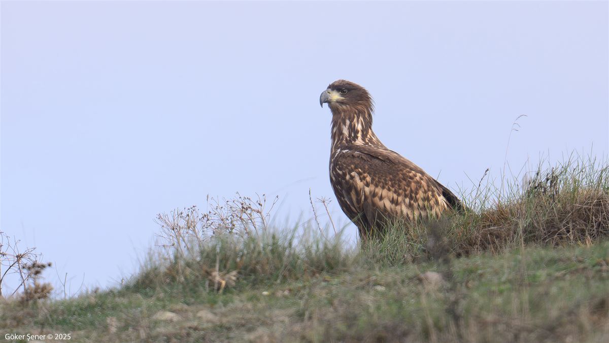 White-tailed Eagle