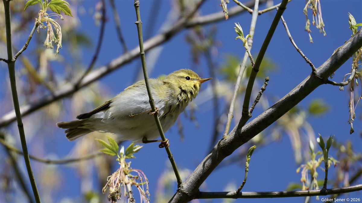 Wood Warbler