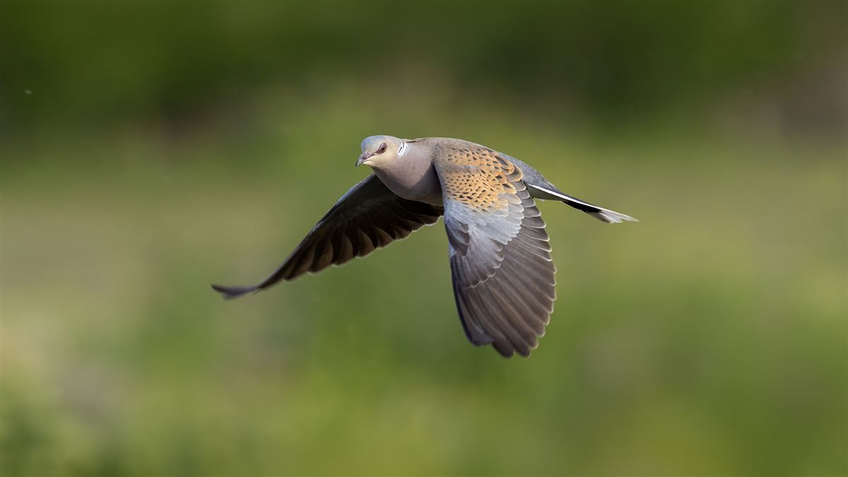 European Turtle Dove