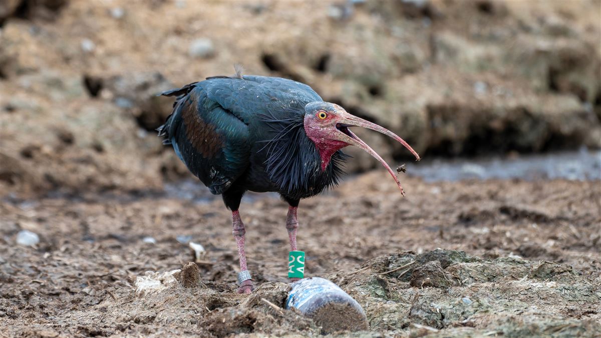 Northern Bald Ibis