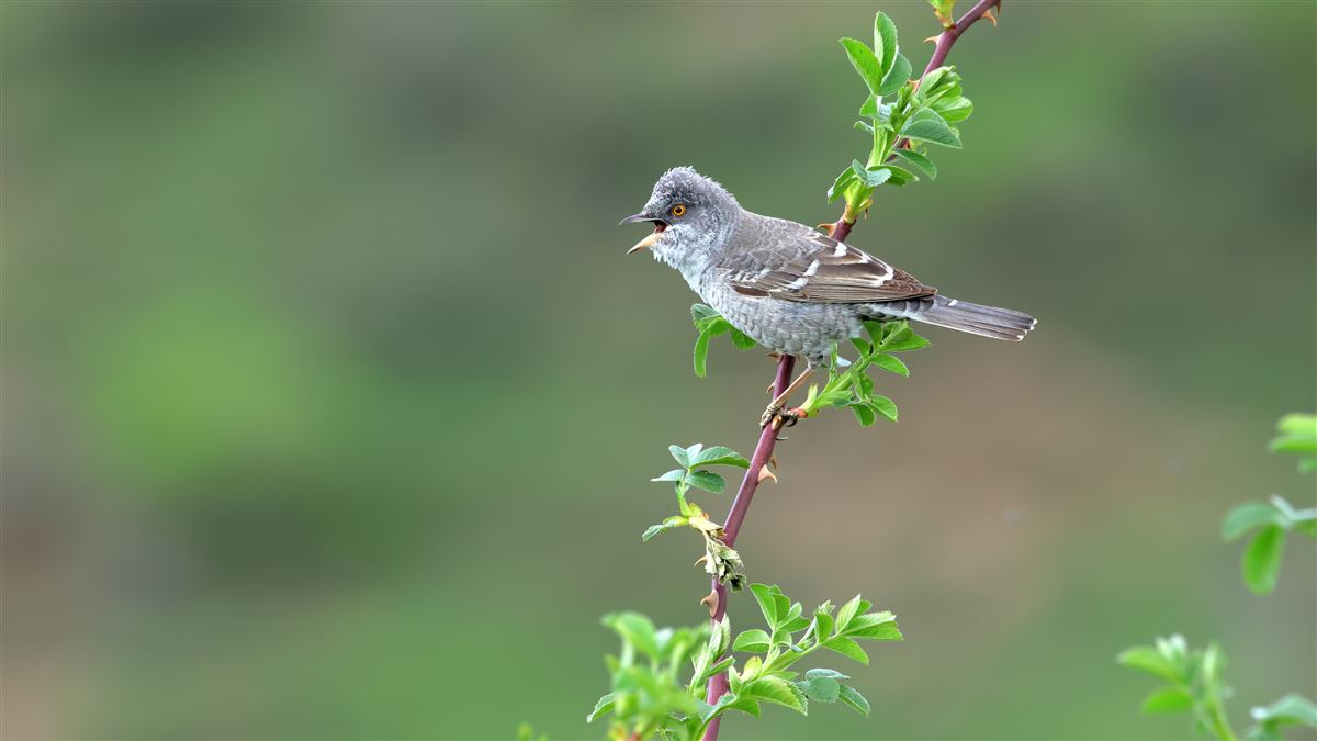Barred Warbler
