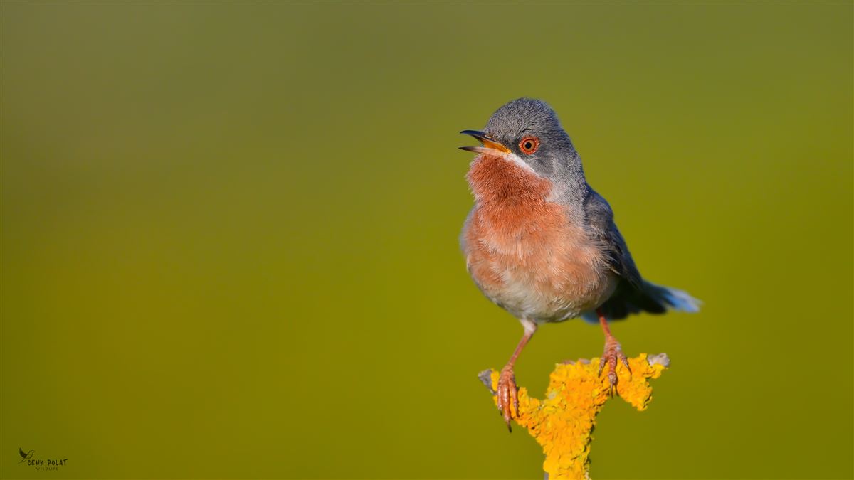 Subalpine Warbler