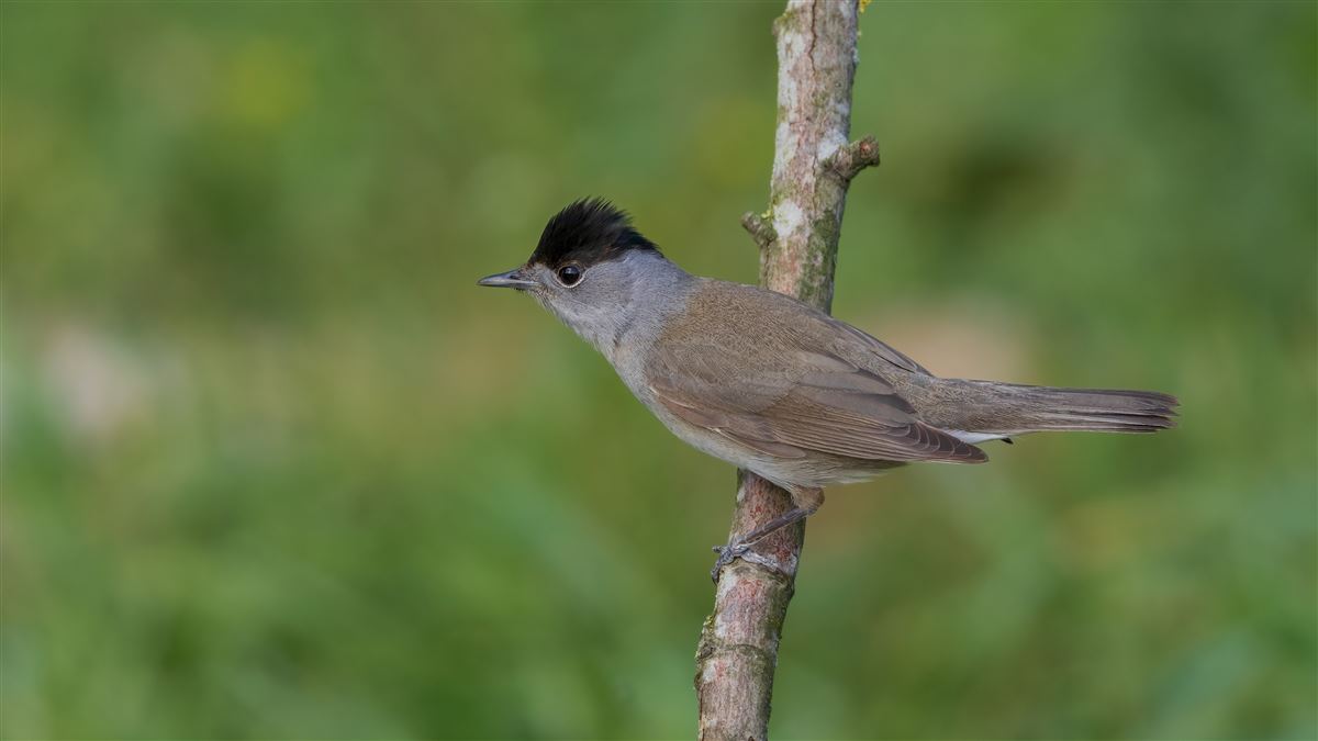 Eurasian Blackcap