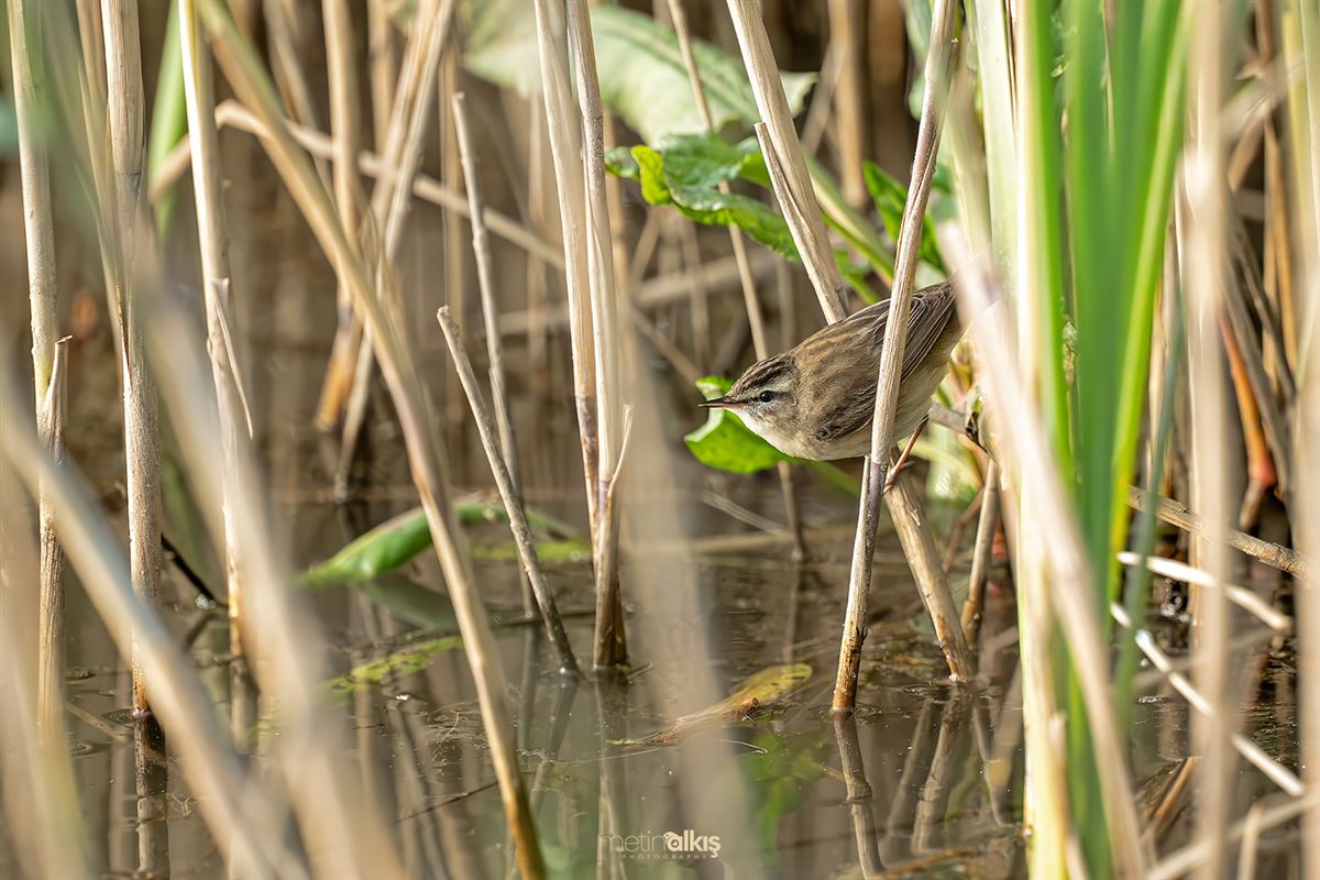 Sedge Warbler