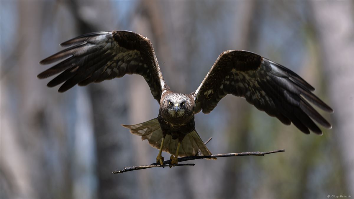 Western Marsh Harrier