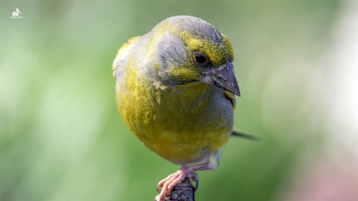 European Greenfinch
