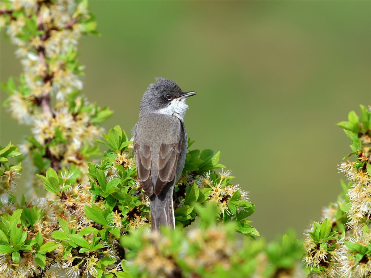 Lesser Whitethroat