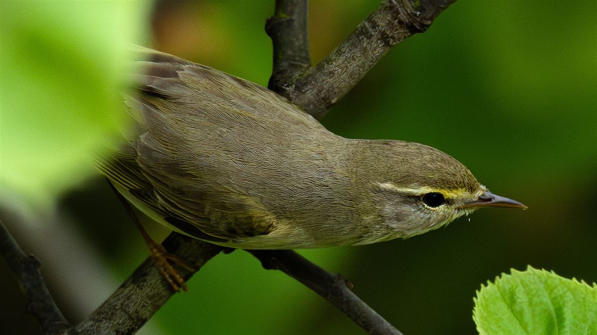 Willow Warbler