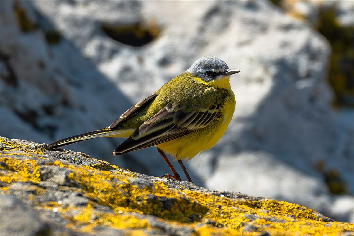Western Yellow Wagtail