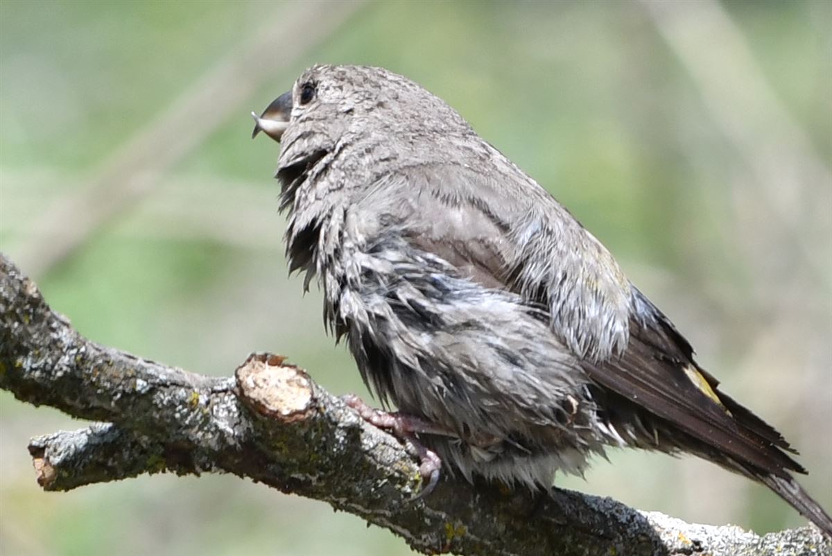 Red Crossbill