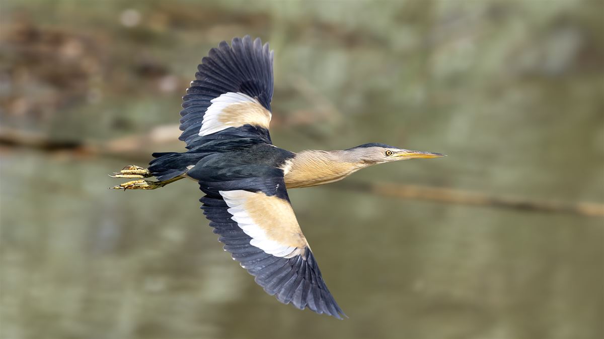 Little Bittern