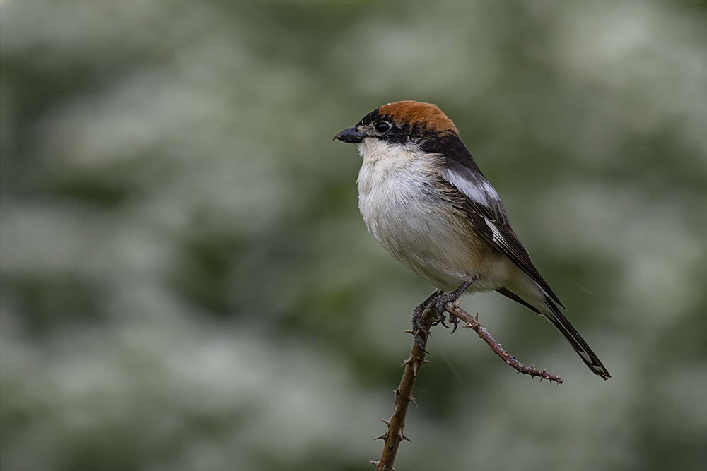 Woodchat Shrike