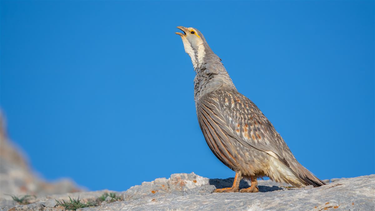 Caspian Snowcock