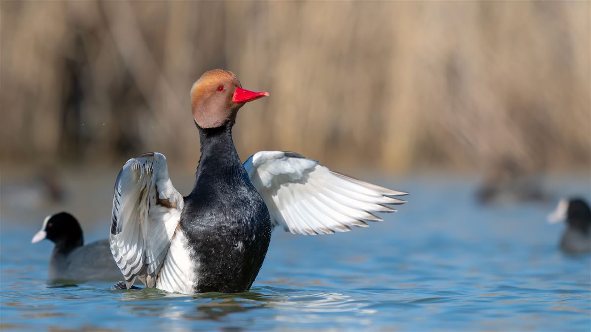Red-crested Pochard