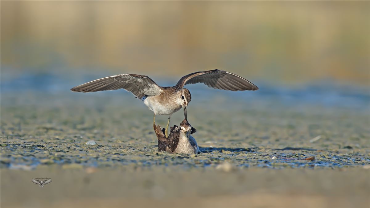 Wood Sandpiper